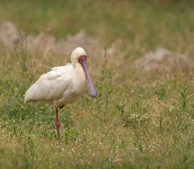 An African Spoonbill standing in the grassy meadow
